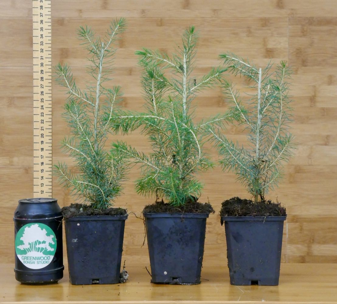 Norway Spruce Seedling Picea Abies Greenwood Bonsai Studio