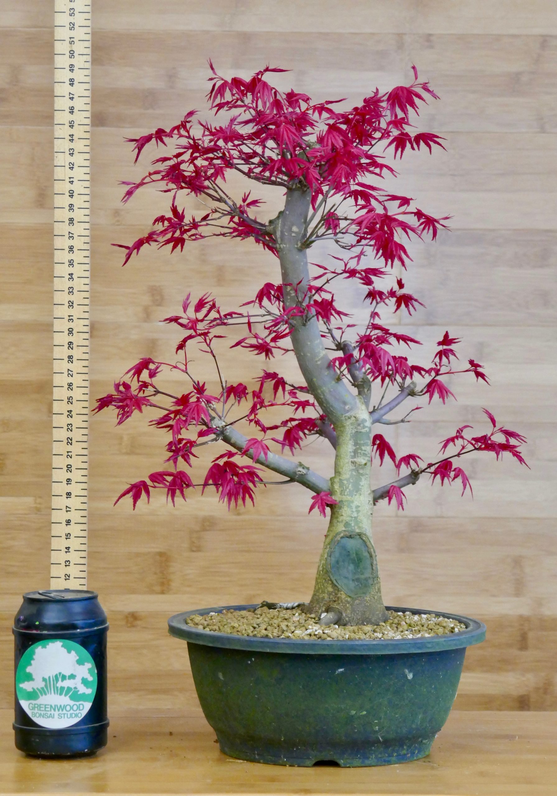 deshojo japanese maple bonsai tree - greenwood bonsai studio