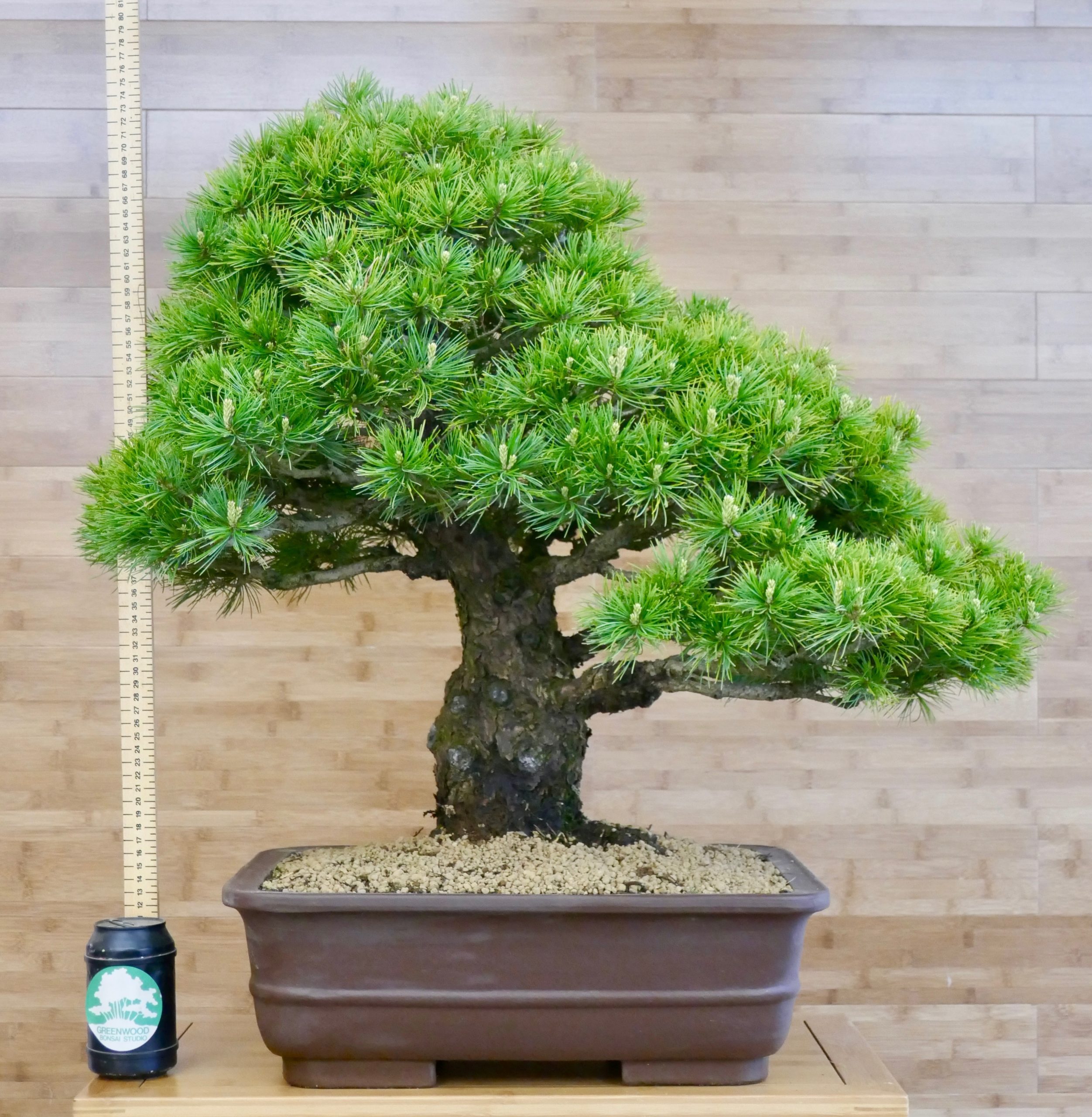 Japanese White Pine Bonsai Buy Online Greenwood Bonsai Studio