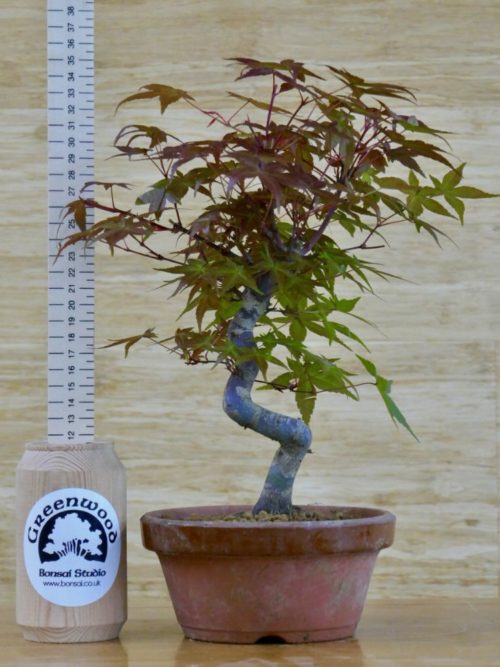 deshojo bonsai for sale