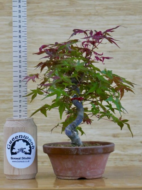 deshojo bonsai tree for sale