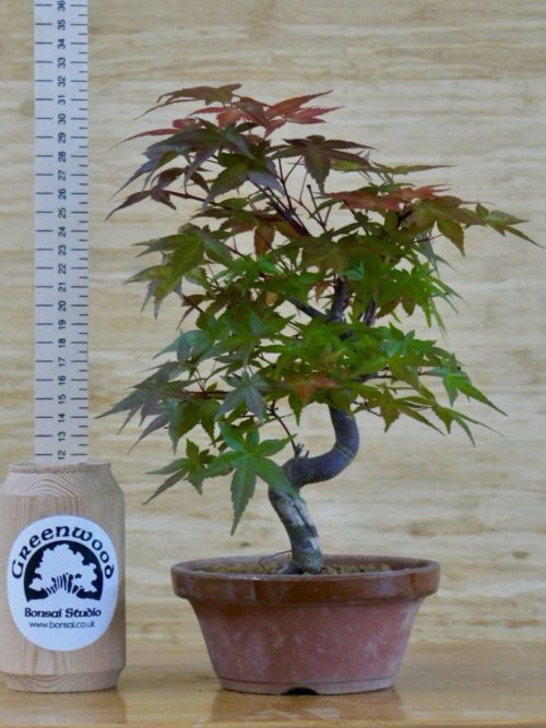 deshojo bonsai for sale