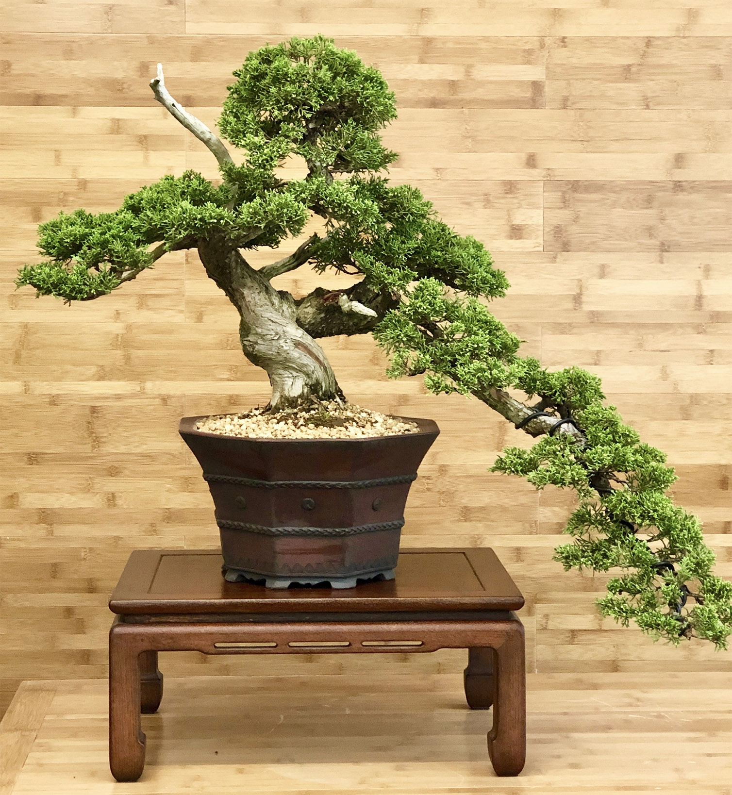 chinese juniper bonsai - greenwood bonsai studio