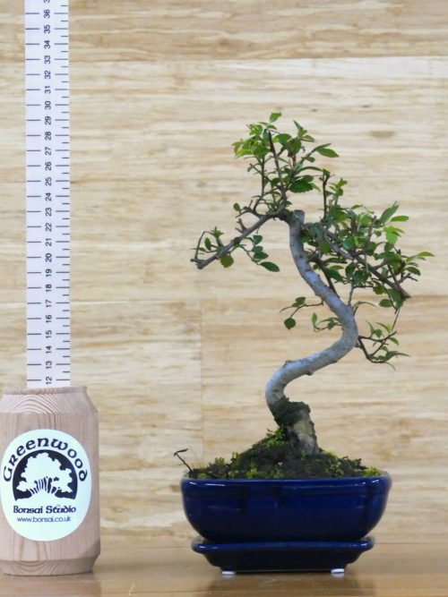 bonsai tree for sale