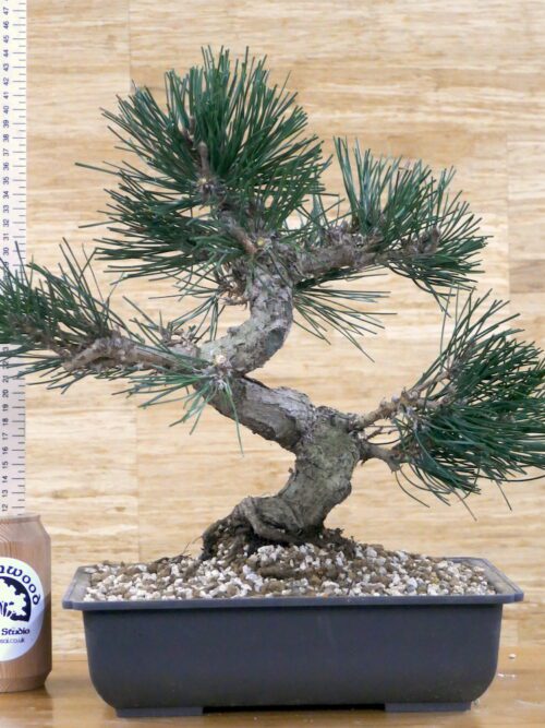 japanese black pine bonsai tree