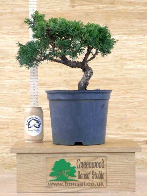 chinese juniper bonsai tree
