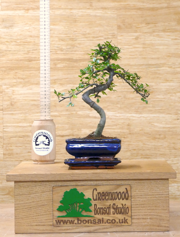 Bonsai Trees For Sale - Greenwood Bonsai Studio UK