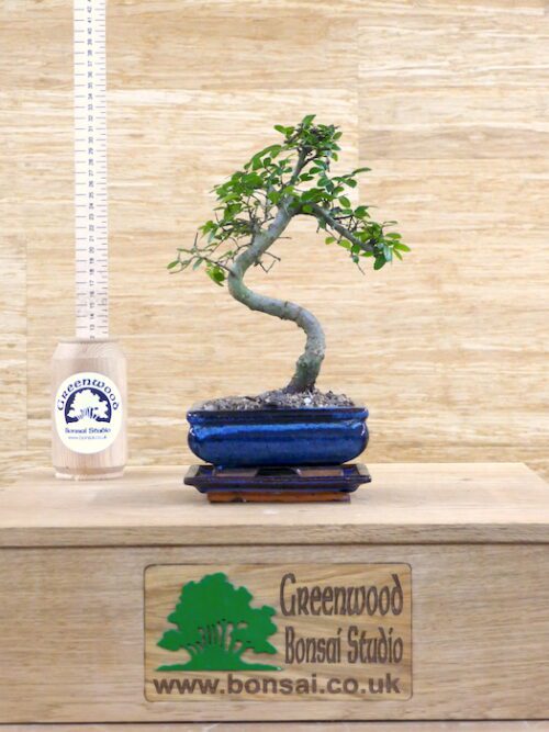 chinese elm bonsai for sale