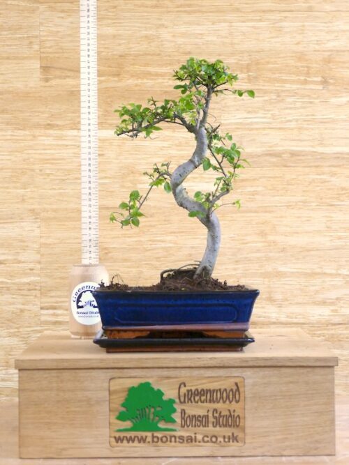 chinese elm bonsai tree for sale