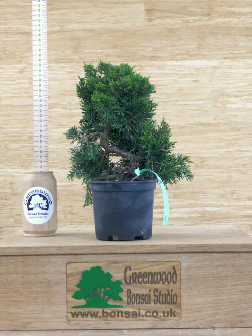 chinese juniper bonsai tree for sale