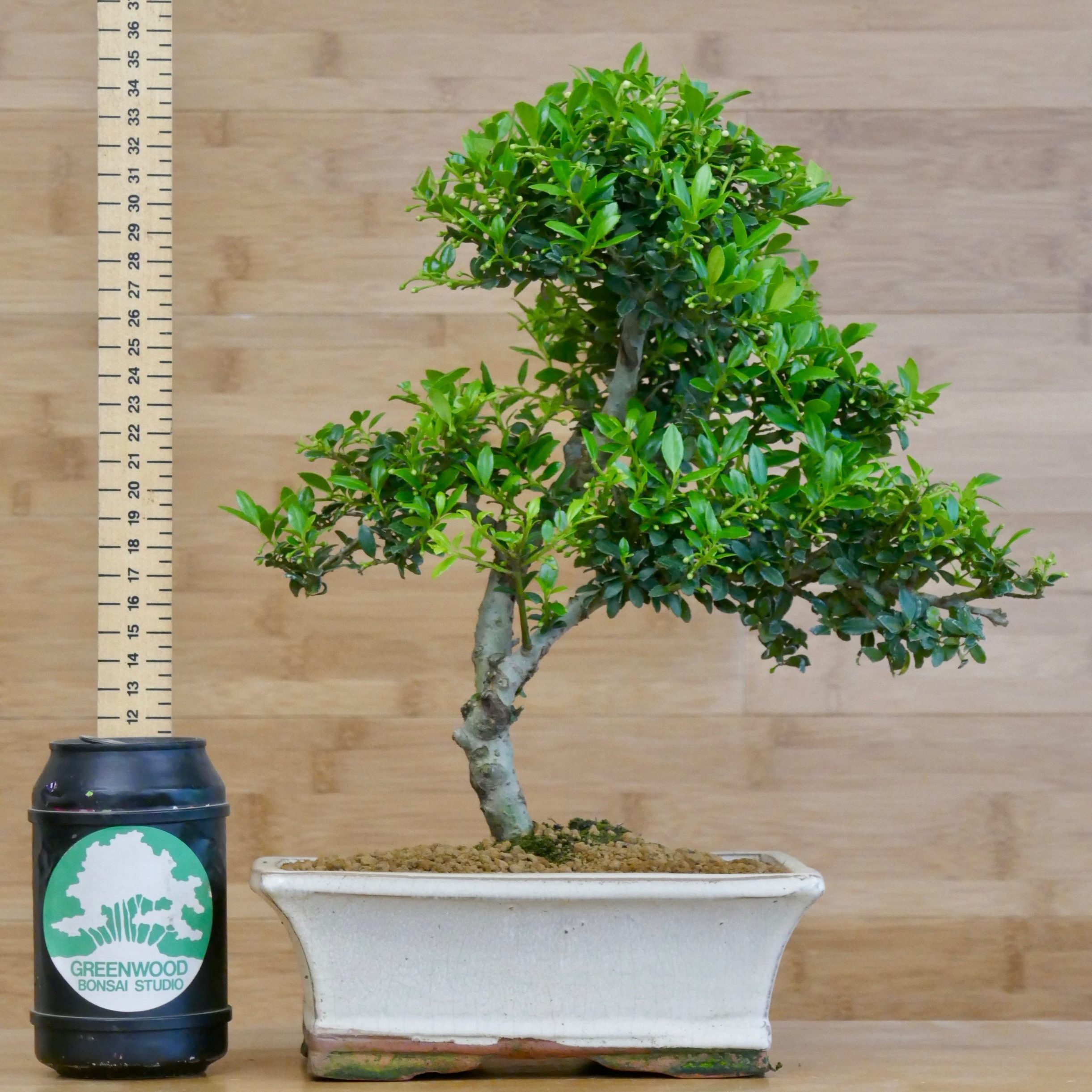 Steen Onrecht cement Chinese Holly Bonsai (Ilex) - Indoor Bonsai Tree in Glazed Pot - Greenwood  Bonsai Studio