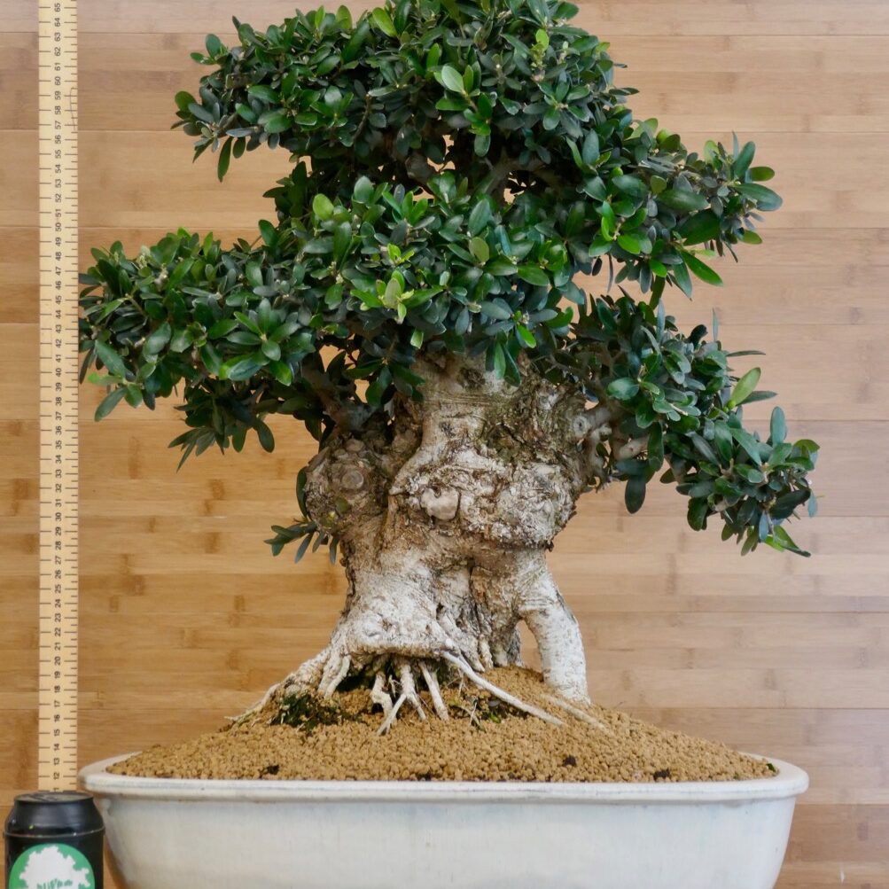 mediterranean olive bonsai