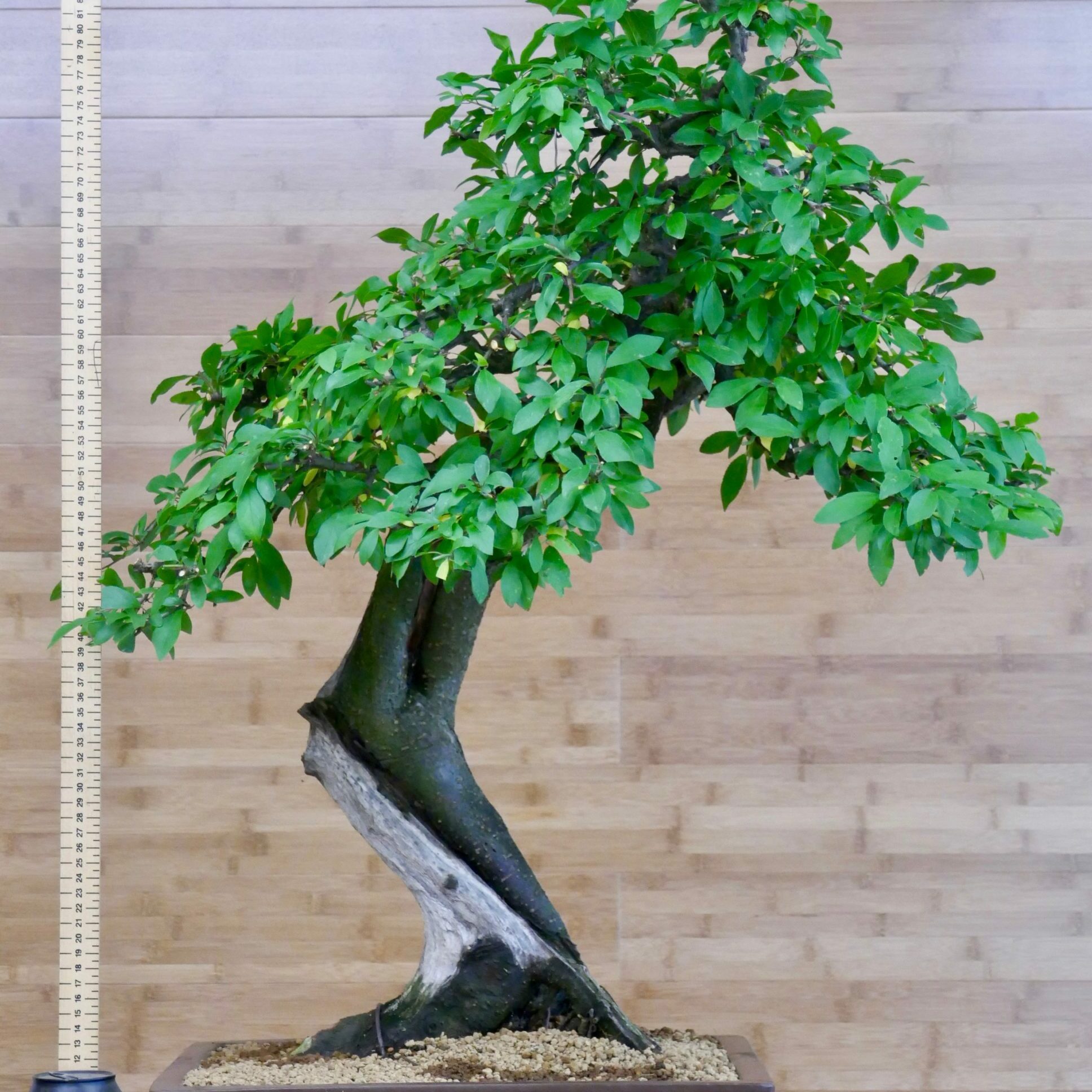 sloe bonsai for sale