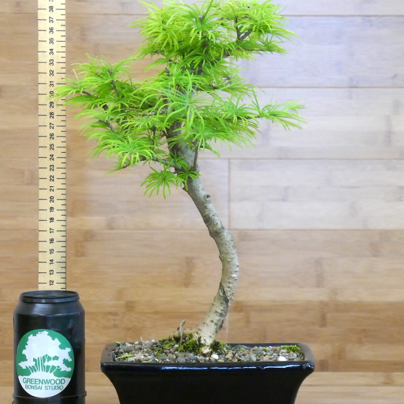 golden larch bonsai tree for sale