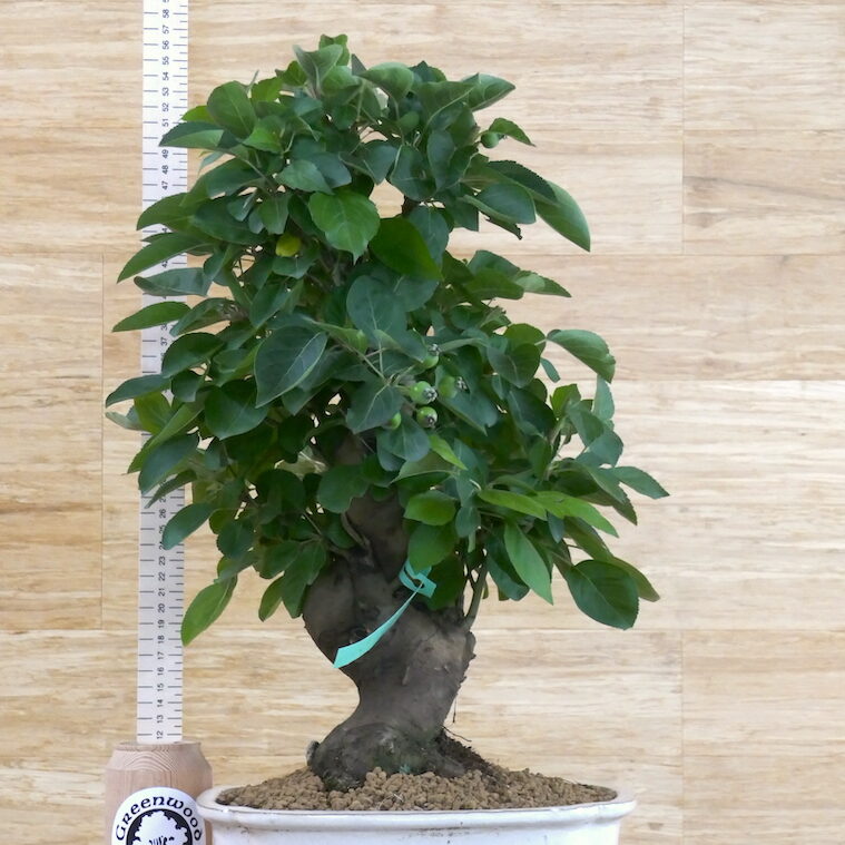 bonsai tree for sale