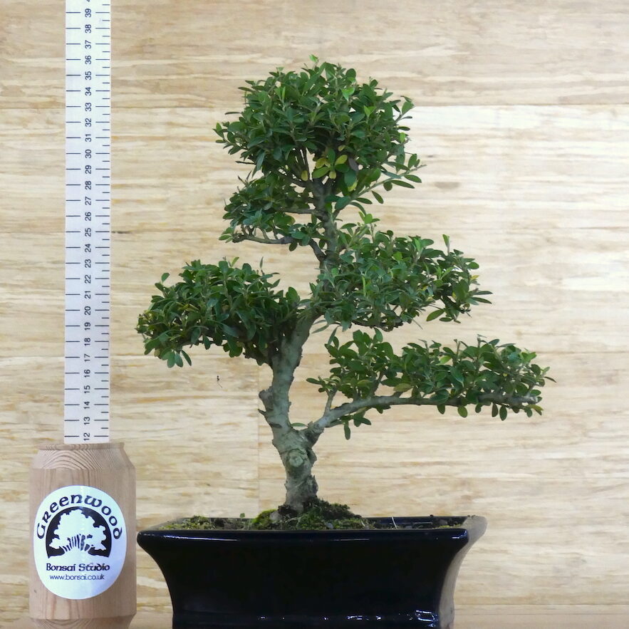 bonsai tree suppliers UK