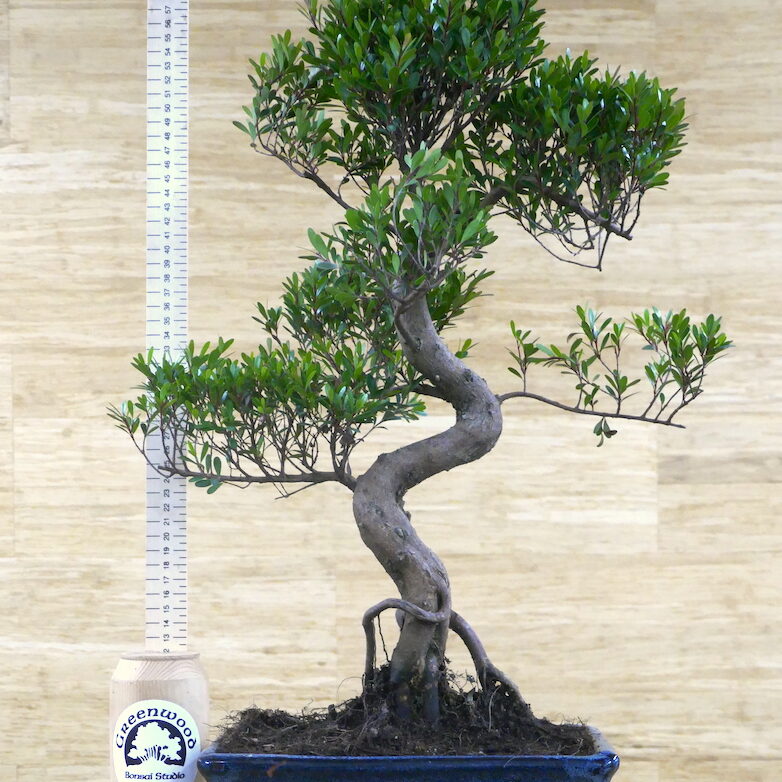 indoor bonsai tree