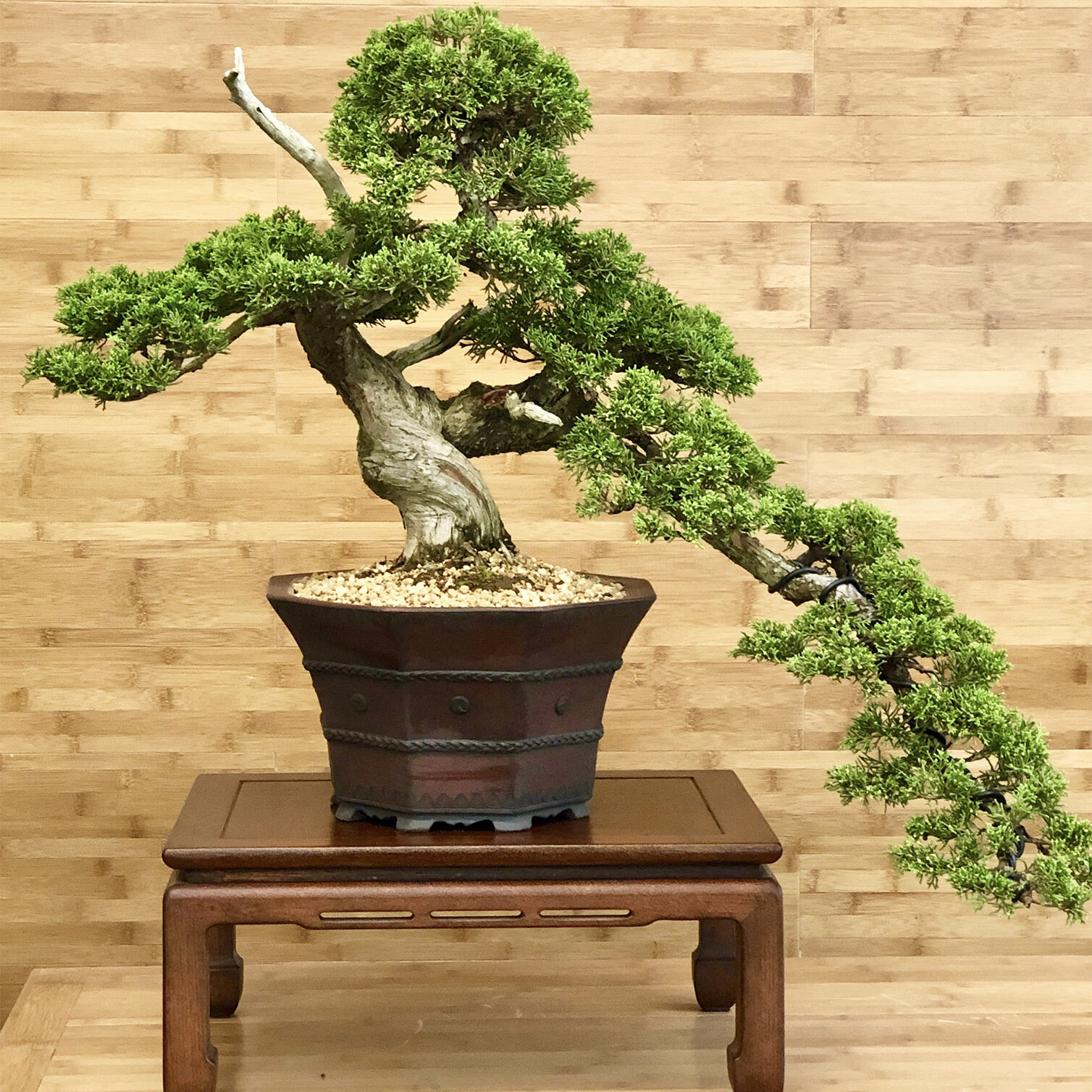 gwb-juniper-bonsai